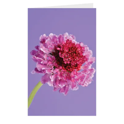 Kaart Bloem paars rood