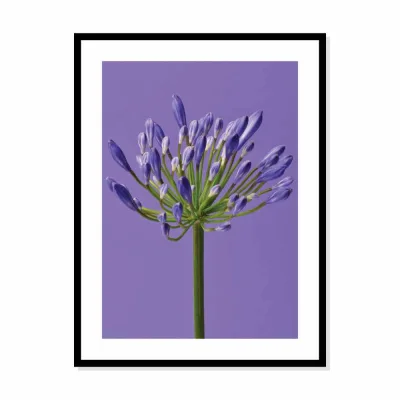 Poster bloem paars