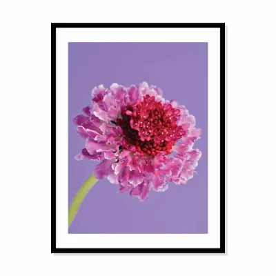 Poster bloem paars-rood