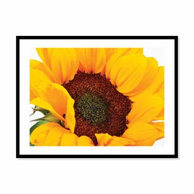 Poster zonnebloem