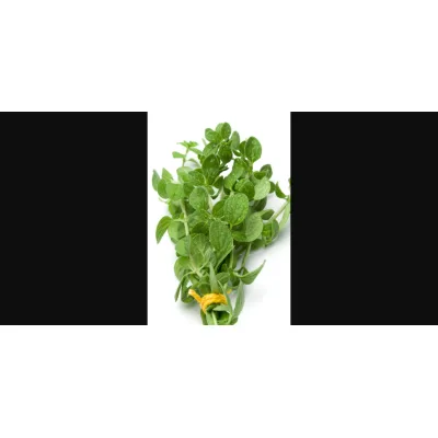 Wilde oregano